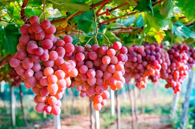 Las exportaciones de uvas chilenas crecen un 5%, pero Perú lo superó con un aumento del 32% | Interborders