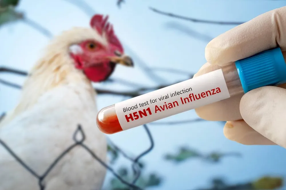 Influenza aviar Argentina: el país vuelve a ser libre de la enfermedad y reactiva su proyección exportadora | Interborders