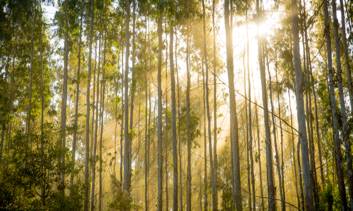 Exportaciones forestales y agropecuarias crecen un 11% en Chile | Interborders