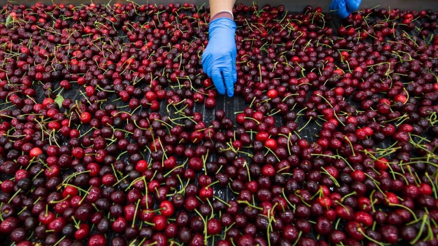 Un retraso en el buque Maersk Saltoro afecta la calidad de las cerezas chilenas | Interborders